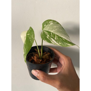 Monstera albo มอนสเตร่า อัลโบ้ ไม้ยอดกระถางเล็ก เลือกต้นได้