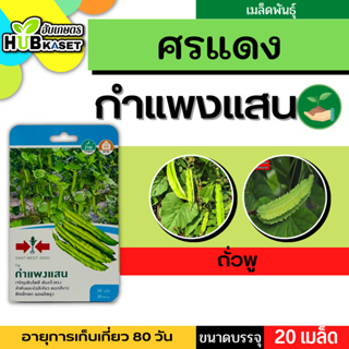 ศรแดง 🇹🇭 ถั่วพู กำแพงแสน ขนาดบรรจุประมาณ 20 เมล็ด อายุเก็บเกี่ยว 80 วัน