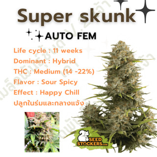 เมล็ดกัญชานอก นำเข้า งานค่าย แท้ 💯 มีแพ็คเกจ เมล็ดพันธ์ุกัญชาสายพันธุ์ super skunk (ค่ายSeed stockers)