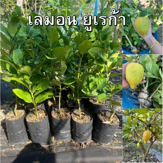 เลมอนยูเรก้า(Eureka Lemon) ต้นพันธุ์