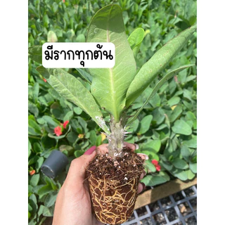 โป๊ยเซียน กระบอก 2 นิ้ว