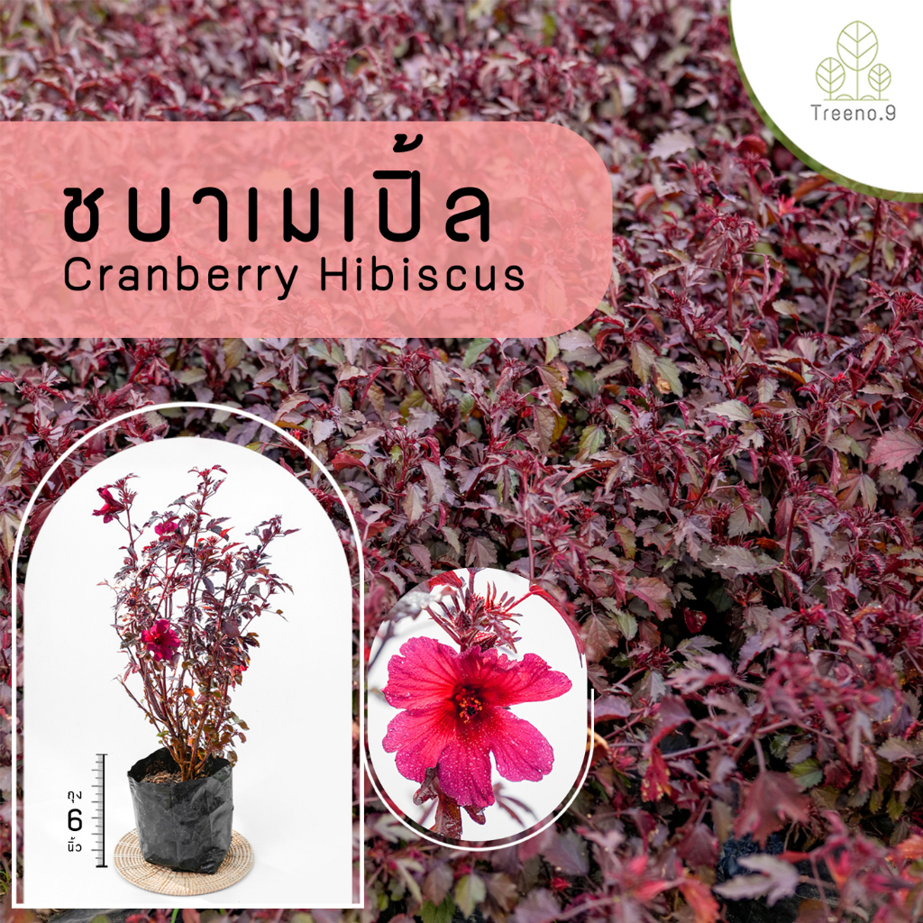 Treeno.9 T31 ชบาเมเปิ้ล - ไม้จัดสวน (รบกวนสั่งซื้อขั้นต่ำ 6 ต้น) / ถุง 6 นิ้ว /สูง 30-40 ซมไม้ประดับ ไม้ดอก ดอกไม้กินได้