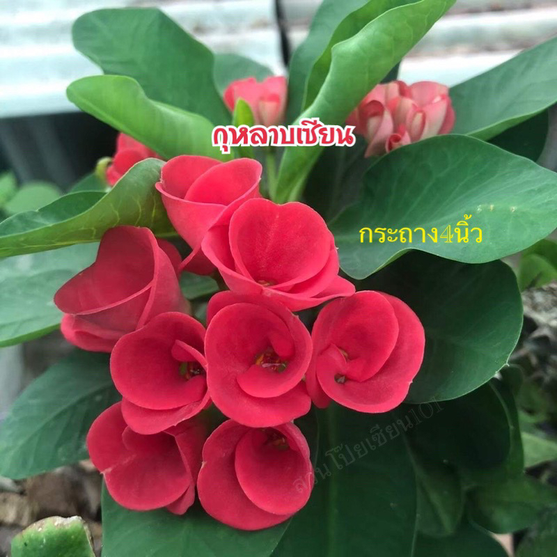 ขายกิ่งชำโป๊ยเซียน สายพันธุ์ “กุหลาบเซียน” (ดอกสีแดงห่อม้วนคล้ายดอกกุหลาบ) กระถาง3นิ้ว ส่งทั้งกระถาง