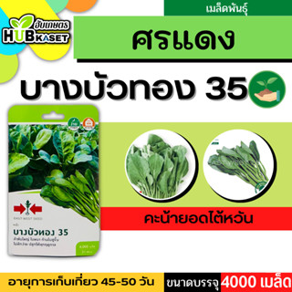 ศรแดง 🇹🇭 คะน้า บางบัวทอง 35 ขนาดบรรจุประมาณ 4000 เมล็ด อายุเก็บเกี่ยว 45-50 วัน