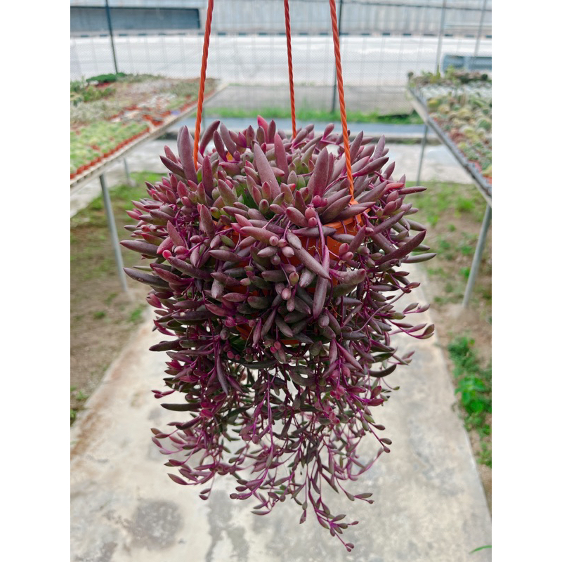พวงองุ่นแขวนต้นใหญ่  ไม้แดด สีสันสดใส