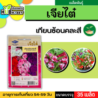 เจียไต๋ 🇹🇭 ดอกเทียนซ้อน คละสี ขนาดบรรจุประมาณ 35 เมล็ด ระยะเก็บเกี่ยว 54-59 วัน