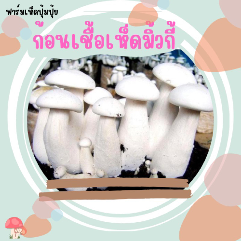 ก้อนเชื้อเห็ดมิลค์กี้ 1ก้อน 30บาท เชื้อเเดิน20%แล้วค่ะ