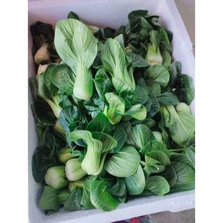 เมล็ดผักกวางตุ้งฮ่องเต้ 1000เมล็ด [ 5เเถม 1 คละได้ทั้งร้าน]