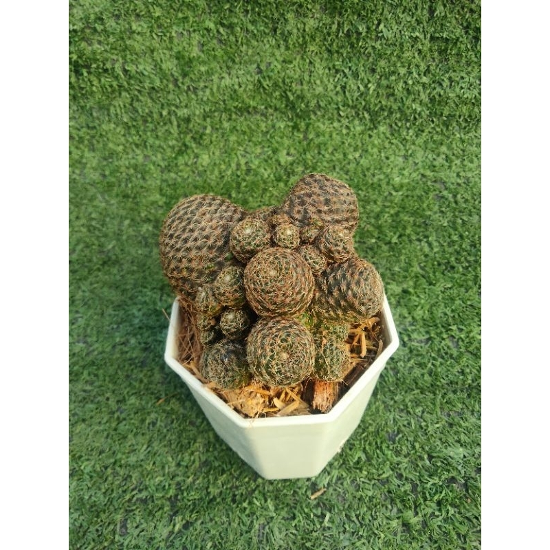 รีบูเทีย คอนโดเรน [ Rebutia condoren t5 h012] ในกระถาง3นิ้ว ฟอร์มกอ