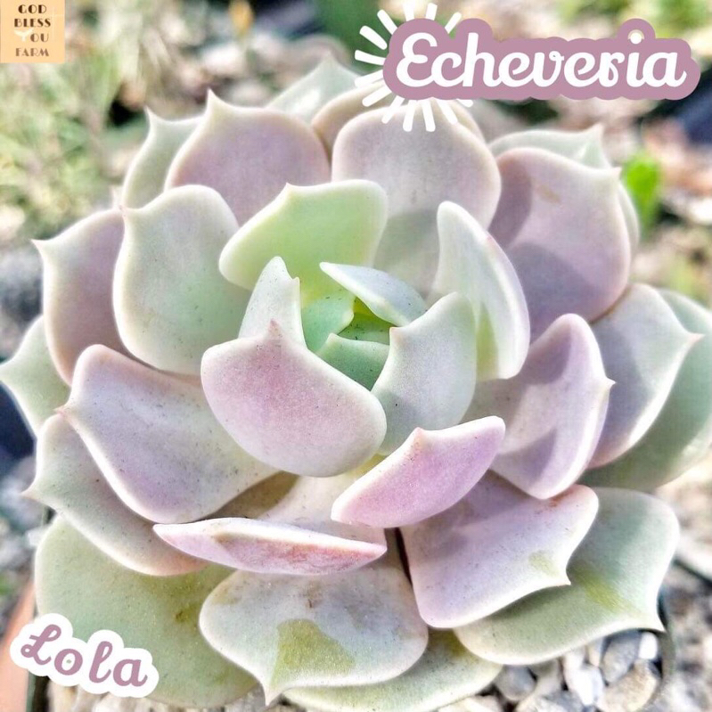 [กุหลาบหิน ลอล่า] Echeveria Lola แคคตัส ต้นไม้ หนาม ทนแล้ง กุหลาบหิน อวบน้ำ พืชอวบน้ำ succulent cactus กระบองเพชร