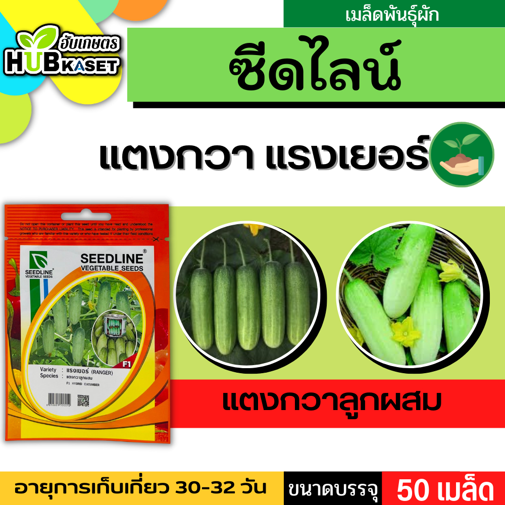 ซีดไลน์ แตงกวาลูกผสม แรงเยอร์ ขนาดบรรจุประมาณ 50 เมล็ด อายุเก็บเกี่ยว 30-32 วัน
