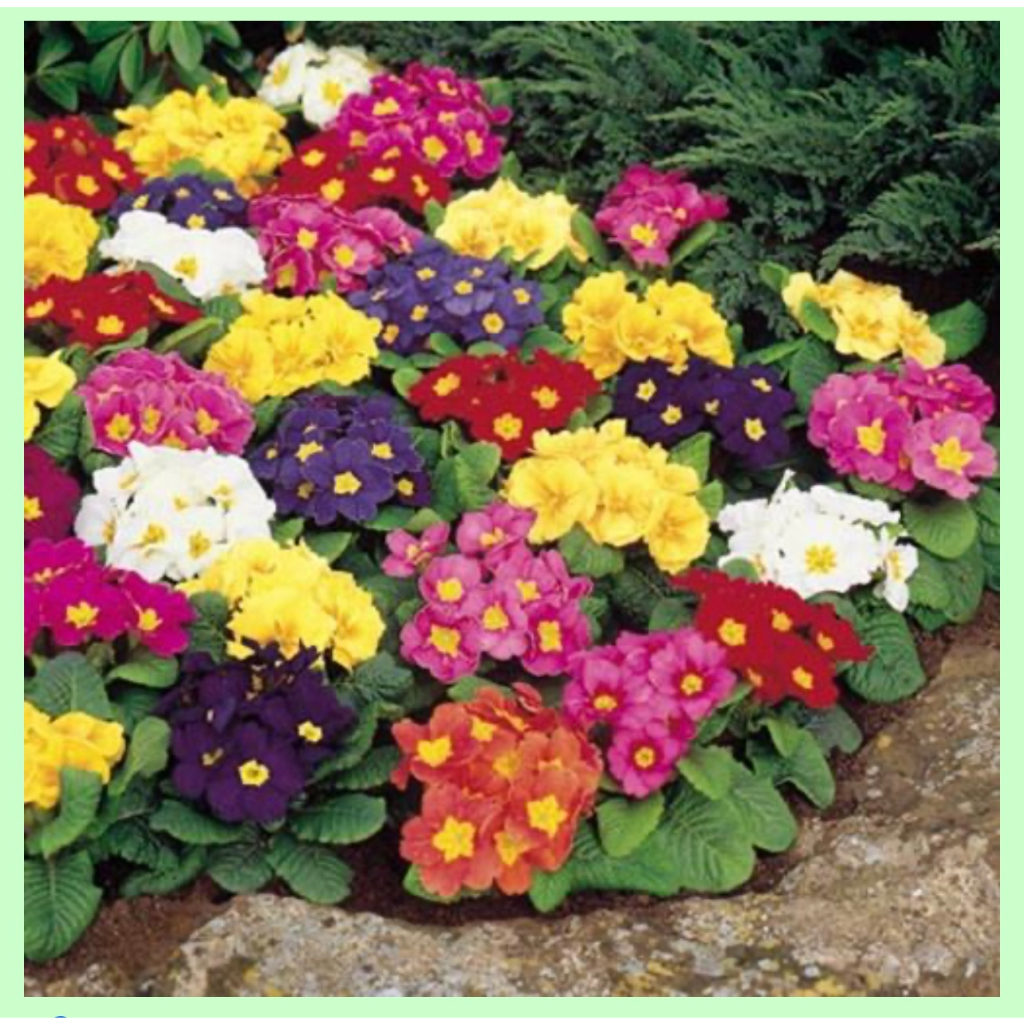 เมล็ดพริมโรสผสมสี 100 เมล็ด(mixed color Primula Seeds) ไม้กระถางระเบียงสวนออกดอกเย็นบึกบึนปลูกง่าย เมล็ดดอกไม้สวย