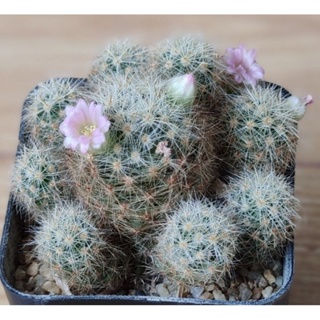 สายพันธุ์แคคตัส แมมเม็ดพริกชมพู ฟอร์มกอบ [Mammillaria prolifera] สายแมมต้องมี