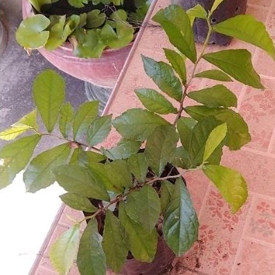ข่อย ไม้ดัด ต้นข่อย ใช้ตกแต่งบ้าน ต้นสมุนไพร สมุนไพร​หา​ยาก​ พรรณไม้​หา​ยาก​