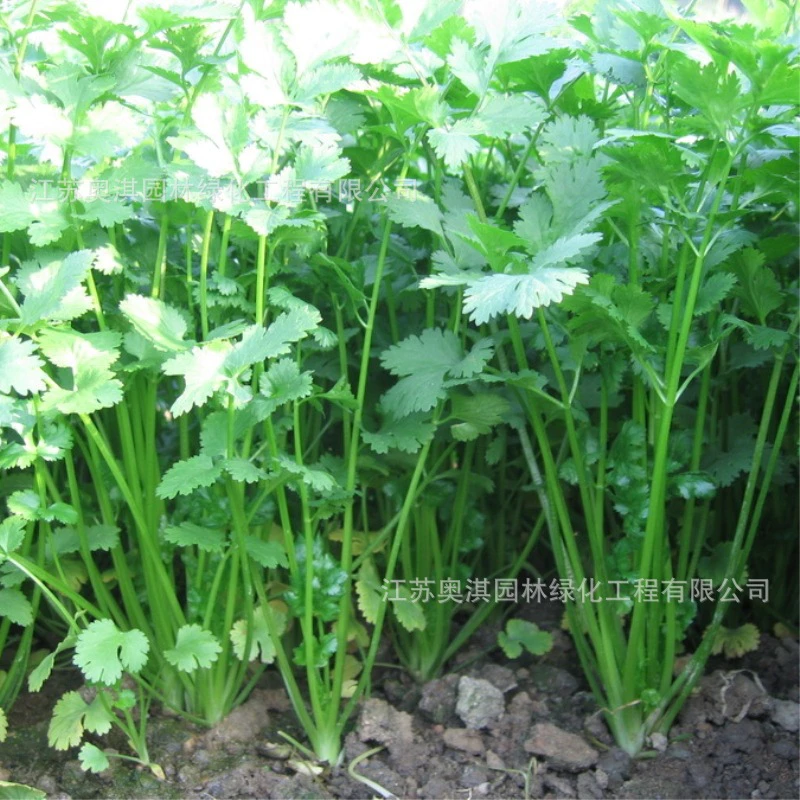 เมล็ดพันธุ์ผักชีหอม เมล็ดพันธุ์ผักชีหอม 100 เมล็ด ปลูกง่าย โตไว ปลอดสารพิษ พร้อมส่ง