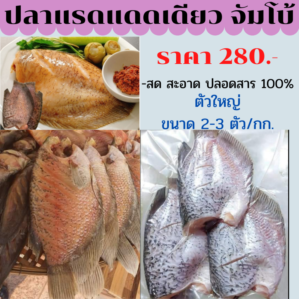 ปลาตัวใหญ่ ปลาแรดแดดเดียว เนื้อปลาเยอะ เค็มน้อย สด สะอาด ปลอดสารกันบูด 100% ขนาด 2-3 ตัว/กก.