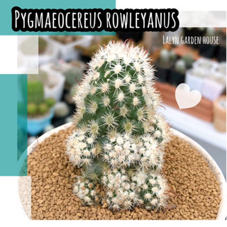 ❄️🌵 Pygmaeocereus rowleyanus (ไม้หนามดอทขาว แตกหน่อเก่งมากก) ❄️🌵
