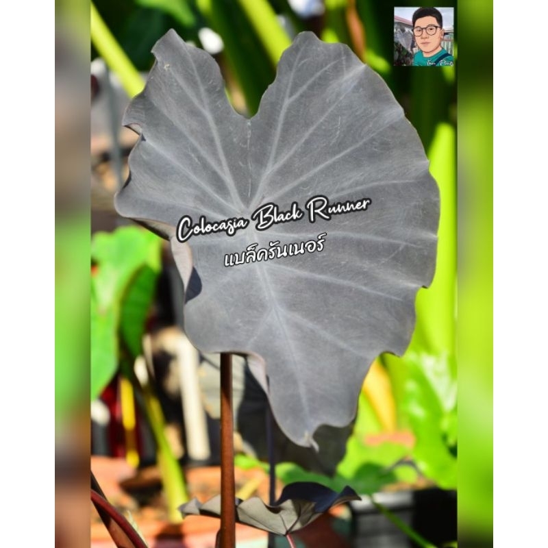 Colocasia Black Runner(แบล็ครันเนอร์)