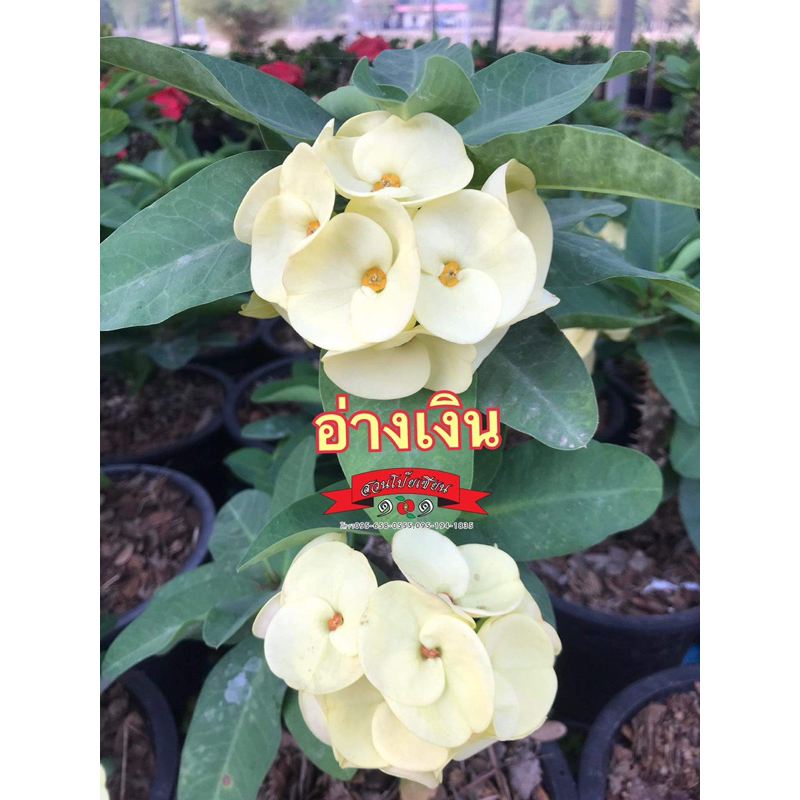 ขายกิ่งชำโป๊ยเซียน สายพันธุ์ “อ่างเงิน”ดอกใหญ่สีเหลืองอ่อน กิ่งชำไม่ติดดอก ในกระถาง2นิ้ว