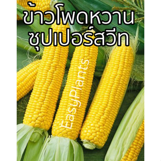 เมล็ดพันธุ์ ข้าวโพดหวาน super sweet corn ปลูกง่าย ทนแดด หวานอร่อย