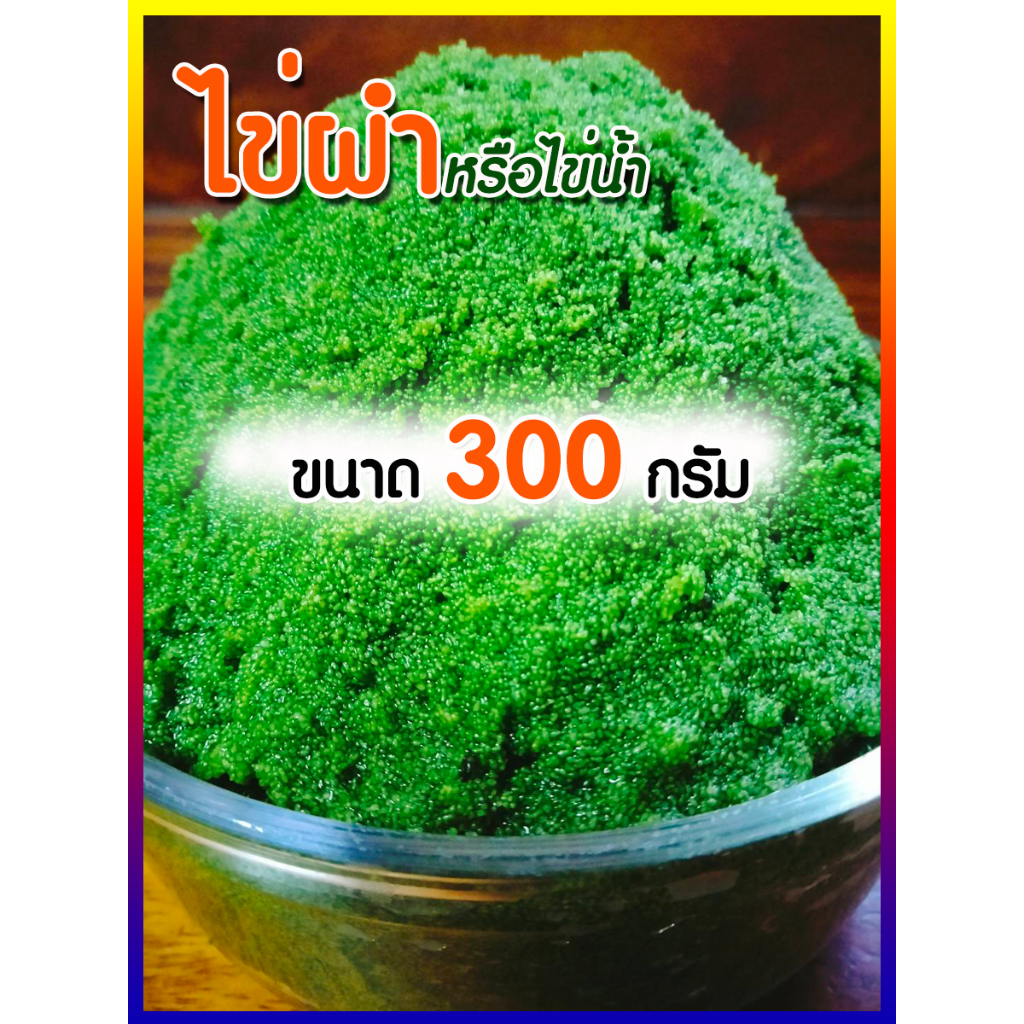 Wolffia ไข่ผำ ผำ หรือ ไข่น้ำ ผำสดยอดโปรตีน สด สะอาด ใหม่ ปลอดภัย  ประโยชน์เยอะ ราคา ถูกที่สุด ดีลบีเคเค แกลเลอรีภาพที่ 3