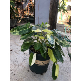 เบอเบิ้ลมาร์ค​ด่าง​ (Philodendron​ Burle​ marx​ Var.)​