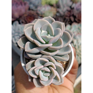 Echeveria Orpet กุหลาบหิน ไม้อวบน้ำ