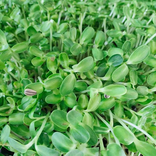 เมล็ดทานตะวันต้นอ่อน 10 กรัม