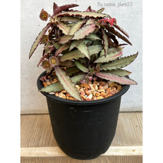 ยูโฟเบีย euphorbia tulearensis hybrid