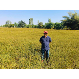 เมล็ดถั่วฮามาต้า 1 กก.(Stylosanthes Hamata) จาก ไร่วิทยา งอกดี อาหารสัตว์ เลี้ยงวัว เลี้ยงควาย