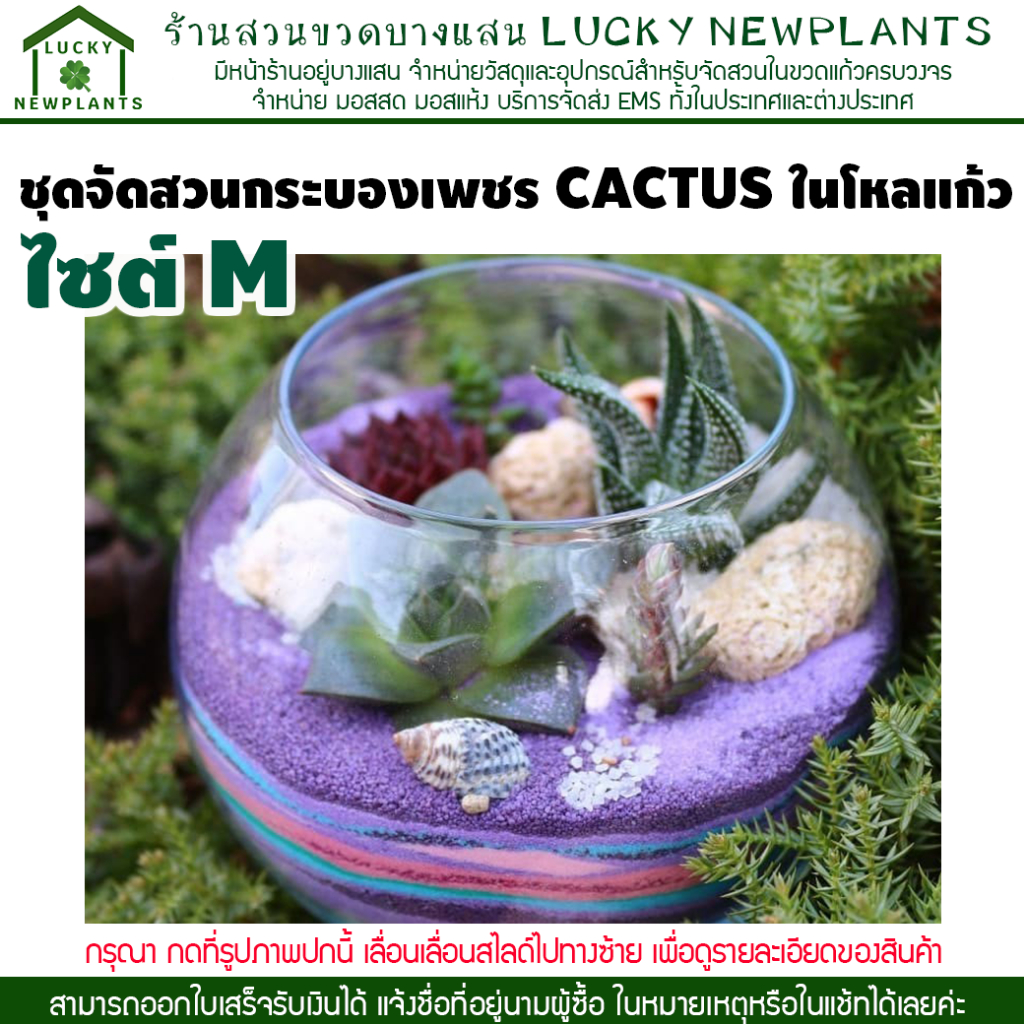 ชุดจัดสวนกระบองเพชร CACTUS ในโหลแก้ว ไซต์ M มีสินค้าพร้อมส่ง
