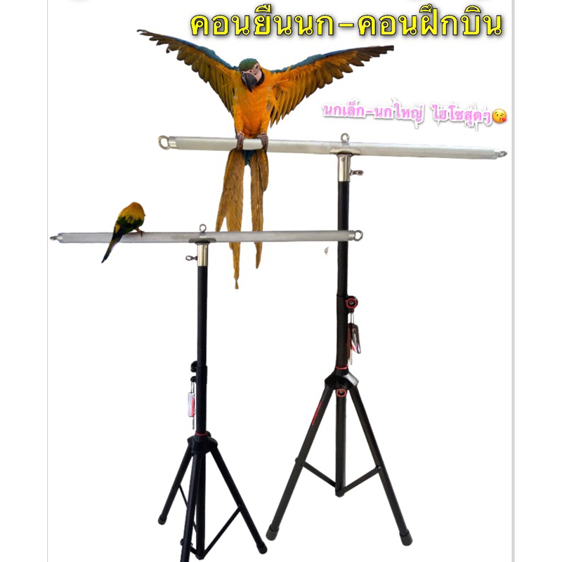 พร้อมส่ง คอนนก คอนยืนนก มาร์คอร์ กระตั้ว อิเล็คตัส เกย์ คอนฝึกบิน ไฮโซสุดๆ