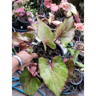 บอนสีวิมานดินcaladium