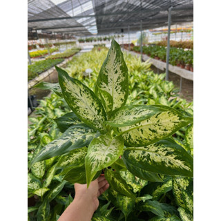 Dieffenbachia  Moon Light ไม้ใบทรงรี