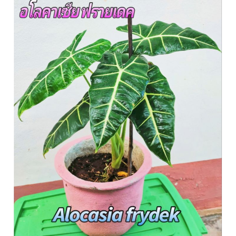 อโลคาเซียฟรายเด็กซ์ ใบกำมะหยี่
(Alocasia frydek)
