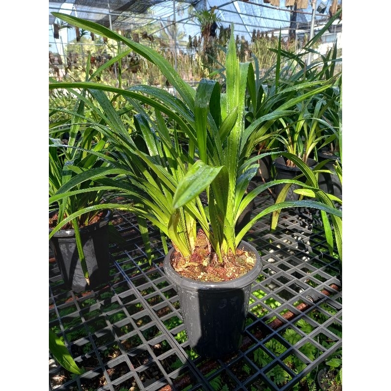 ซิมบิเดียม สีดอกตรงปก ลูกผสมดอกแดง 420 กระถางที่จัดส่งไม่มีดอก - รูปที่ 2