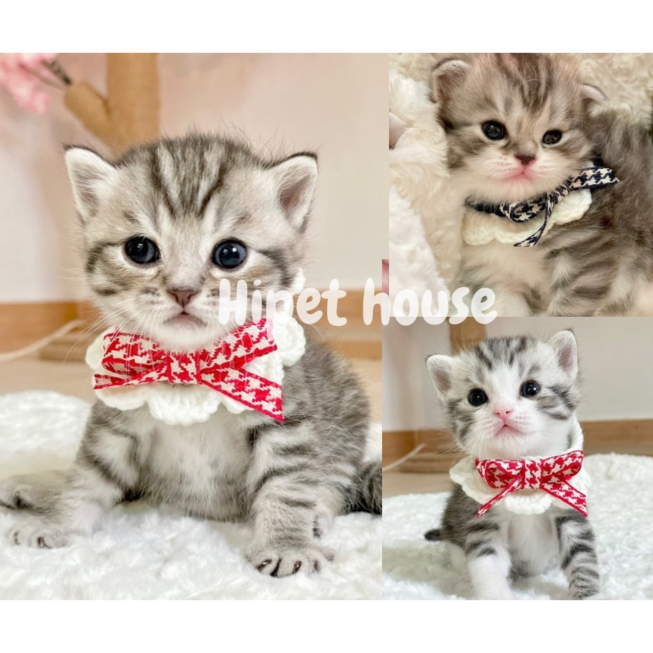 พร้อมส่งจากไทย ปลอกคอไหมพรม ประดับโบว์สำหรับน้องหมา น้องแมว
