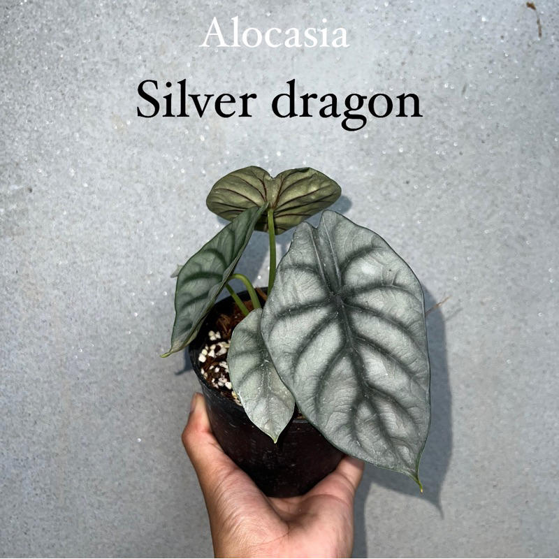 Alocasia silver dragon ซิลเวอร์ดราก้อน