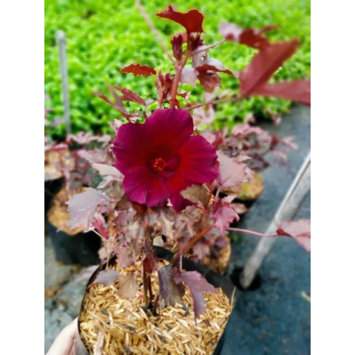 ชบาเมเปิ้ล 1ถุงมี1ต้นถุงดำต้นไม้กินได้ สีสวย ใบและดอกสีจะคล้ายๆกัน ยิ่งปลูกไว้ตรงที่แดดจัด สีจะยิ่งแดงเข้ม