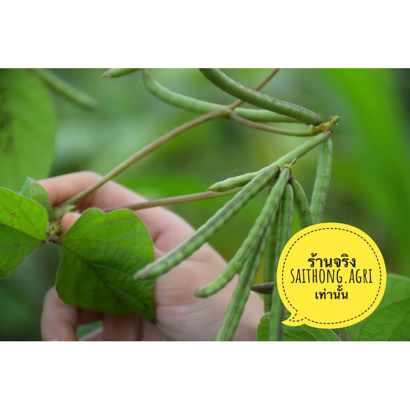 ถั่วเขียว 5ก.ก สำหรับปลูกเพื่อเป็นพืชคลุมดิน เป็นปุ๋ยพืชสด ไม่ใช้ขยายพันธุ์ - รูปที่ 3