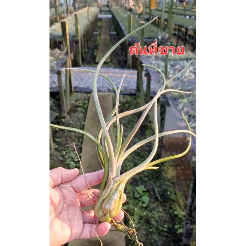 Tillandsia caput medusae giant ไม้รากอากาศ เลี้ยงใหญ่