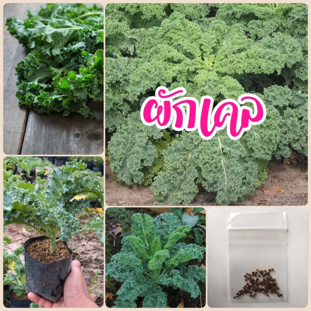 เมล็ดพันธุ์ ผักเคล ควีน ผักคะน้าใบหยิก 100 เมล็ด ผักสลัด