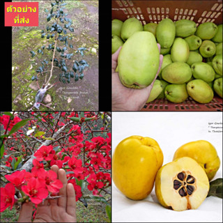 (1กิ่งตอน) ต้น กิ่งตอน  ควินซ์ Japanese Quince / マルメロ / พิสุทธิ์