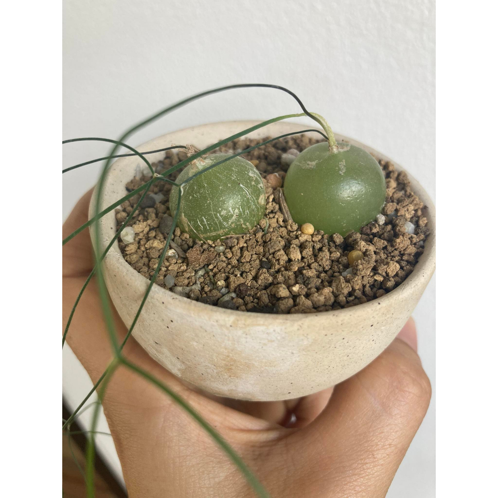หอมใส ( หอมชักใย )  Schizobasis intricata