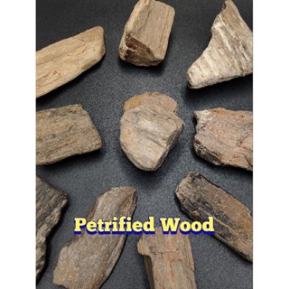 🌲ไม้กลายเป็นหิน ขนาดเล็ก ของเเท้ ( Petrified wood )
🌿 มีให้เลือกหลายชิ้น