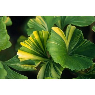 เมล็ดพันธุ์แปะก๊วยด่าง เยลโล่ เมลโล่ (Variegated Yellow Mellow Ginkgo Biloba Seed)บรรจุ 10 เมล็ด ของแท้ คุณภาพดี ราคาถูก