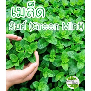 เมล็ดพันธุ์ มินต์ Green Mint 100+เมล็ดพันธุ์แท้นำเข้าจากต่างประเทศ