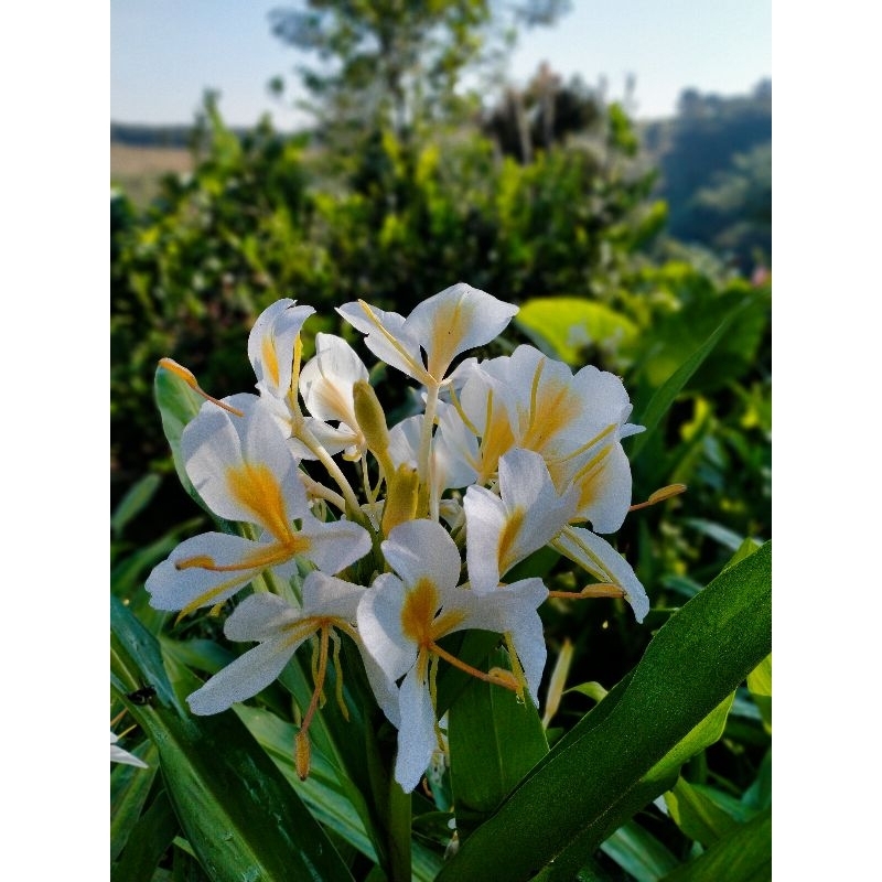 ว่านมหาหงส์   ต้นสะเลเตทุกสีส่งเป็นต้นนะคะ / butterfly lily /  999garden