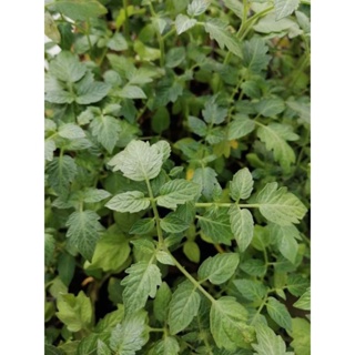 มะเขือเทศกินสด1ต้น🎉🎉พร้อมถุงดำ แท้หวานกรอบมาก ถูกที่สุด🪴🪴