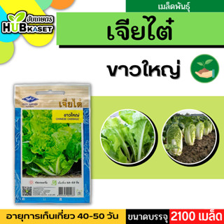 เจียไต๋ 🇹🇭 ผักกาดขาว (ขาวใหญ่) ขนาดบรรจุประมาณ 2100 เมล็ด อายุเก็บเกี่ยว 40-50 วัน